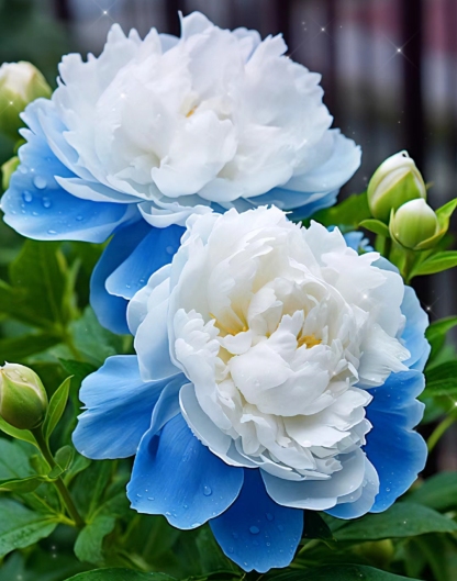 Ritka többszínű pünkösdi rózsák magjai-Clara Rosan