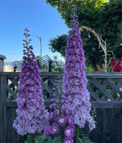 Delphinium magok - vegyes 7 szín-Clara Rosan