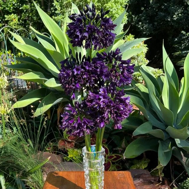 Agapanthus africanus 'Black Jack'-Clara Rosan