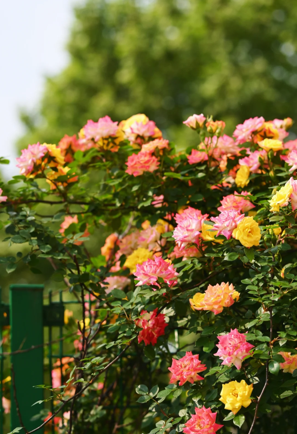 Rainbow's End Rose - Hozd haza a szivárványt 🏡🌈-Clara Rosan