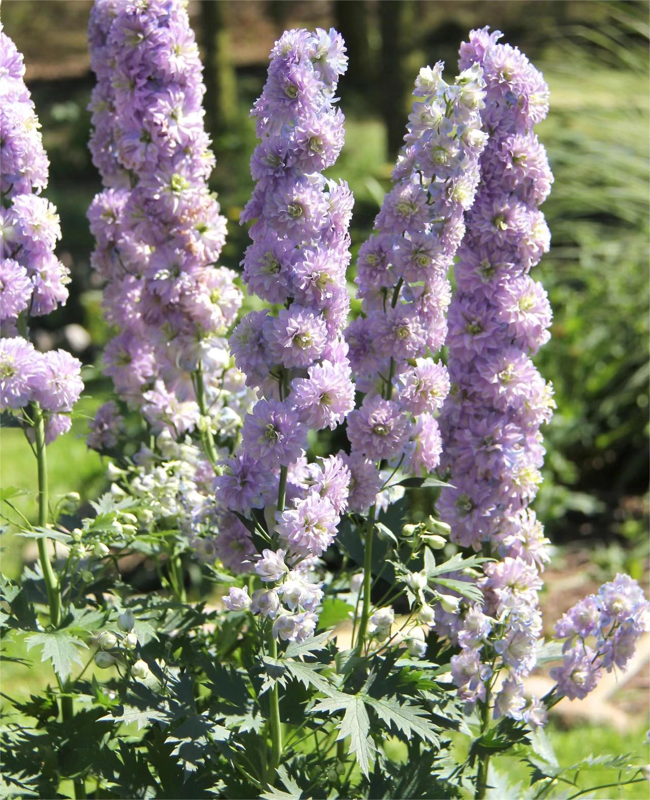 Delphinium magok - vegyes 7 szín-Clara Rosan