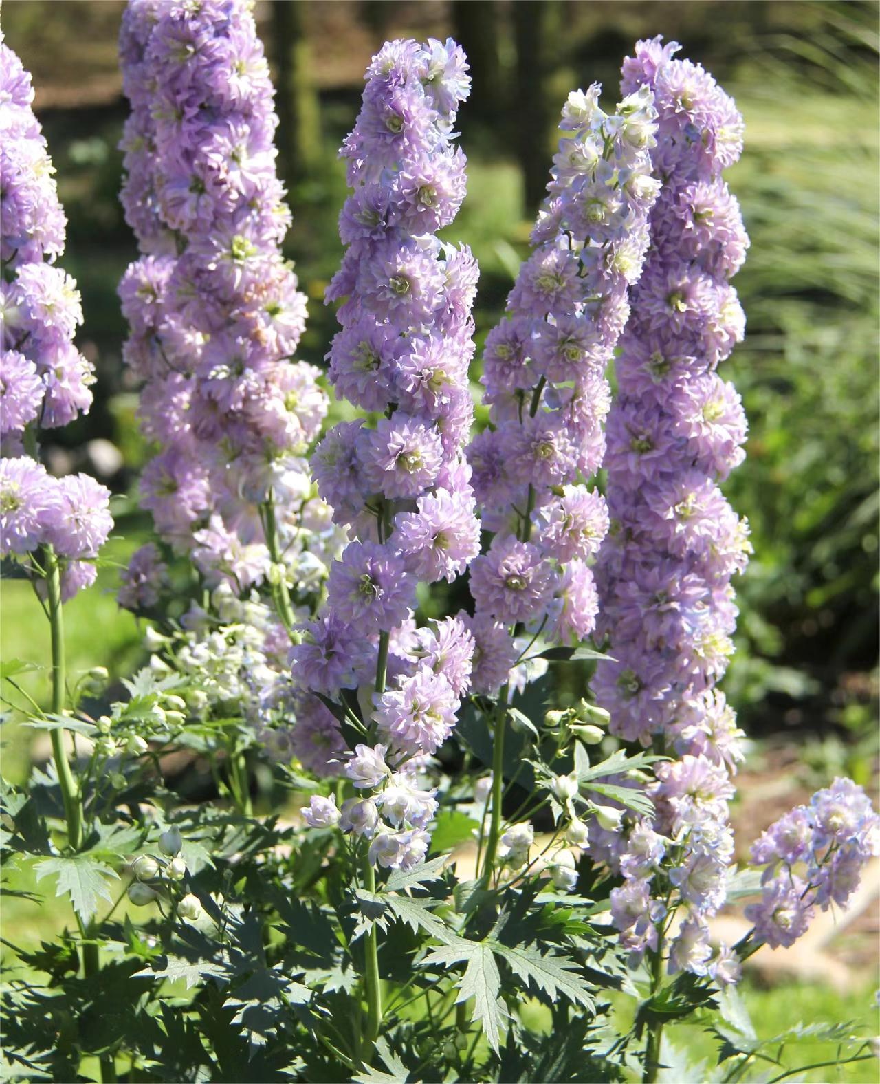 Delphinium magok - vegyes 7 szín-Clara Rosan