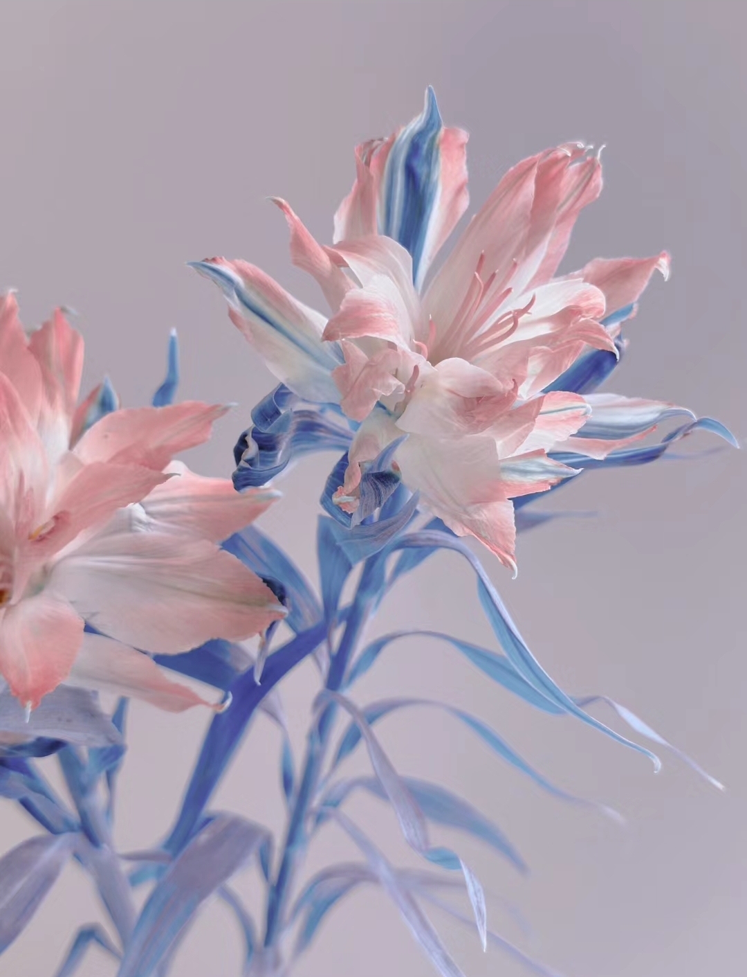 Japán dupla alstroemeria-Clara Rosan