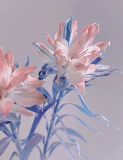 Japán dupla alstroemeria-Clara Rosan
