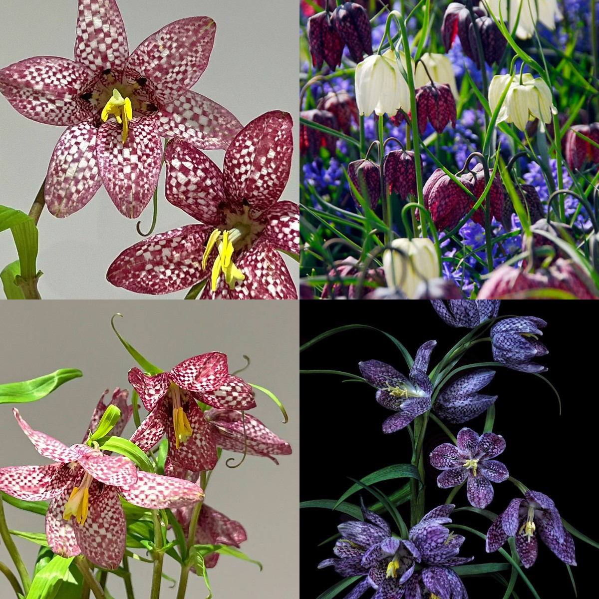 Fritillaria meleagris magok🎉Újévi akció-Clara Rosan