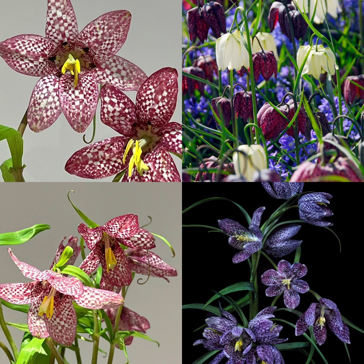 Fritillaria meleagris magok🎉Újévi akció-Clara Rosan