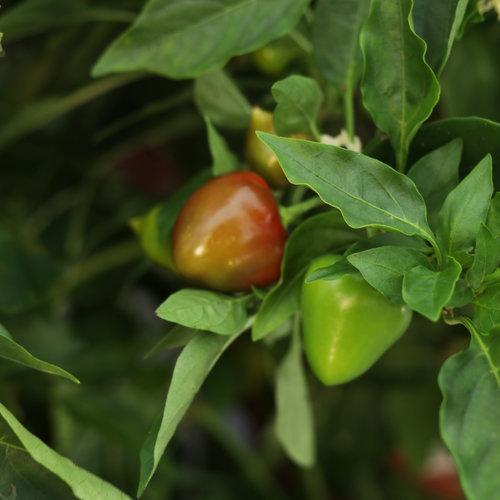 Csípős paprika-Clara Rosan