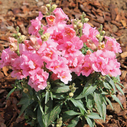 Antirrhinum Twinny Rose F1 magok-Clara Rosan