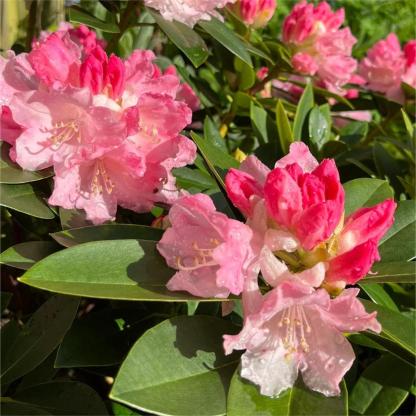 Alpesi azálea magok 🌸 Ritka fajok-Clara Rosan