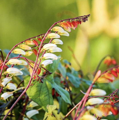 Firecracker szőlő Ipomoea lobata magok-Clara Rosan
