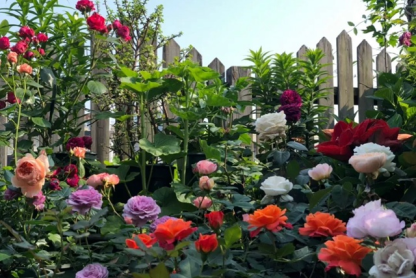 Vegyes színű rózsa kombinációs magok💐-Clara Rosan