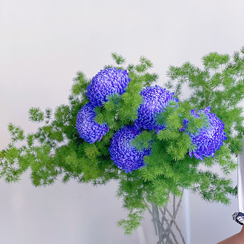 Ritka lila pünkösdi rózsa aster-Clara Rosan