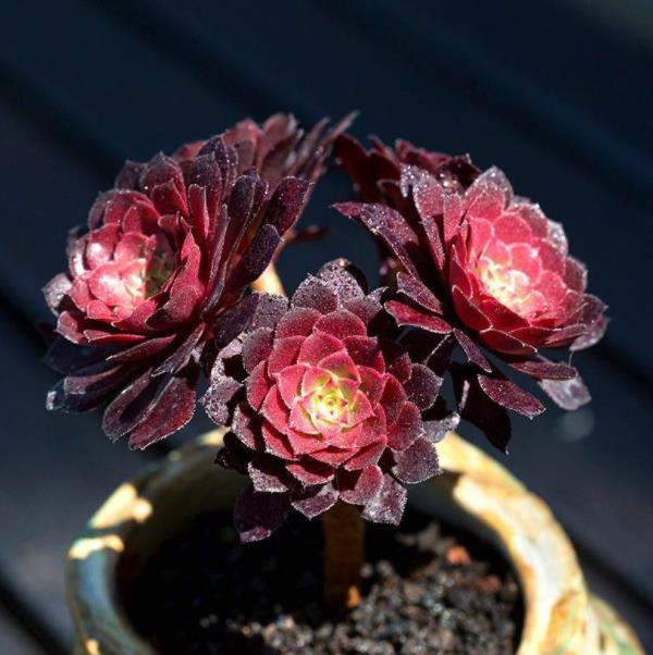 Aeonium arboreum Sötétlila-Clara Rosan