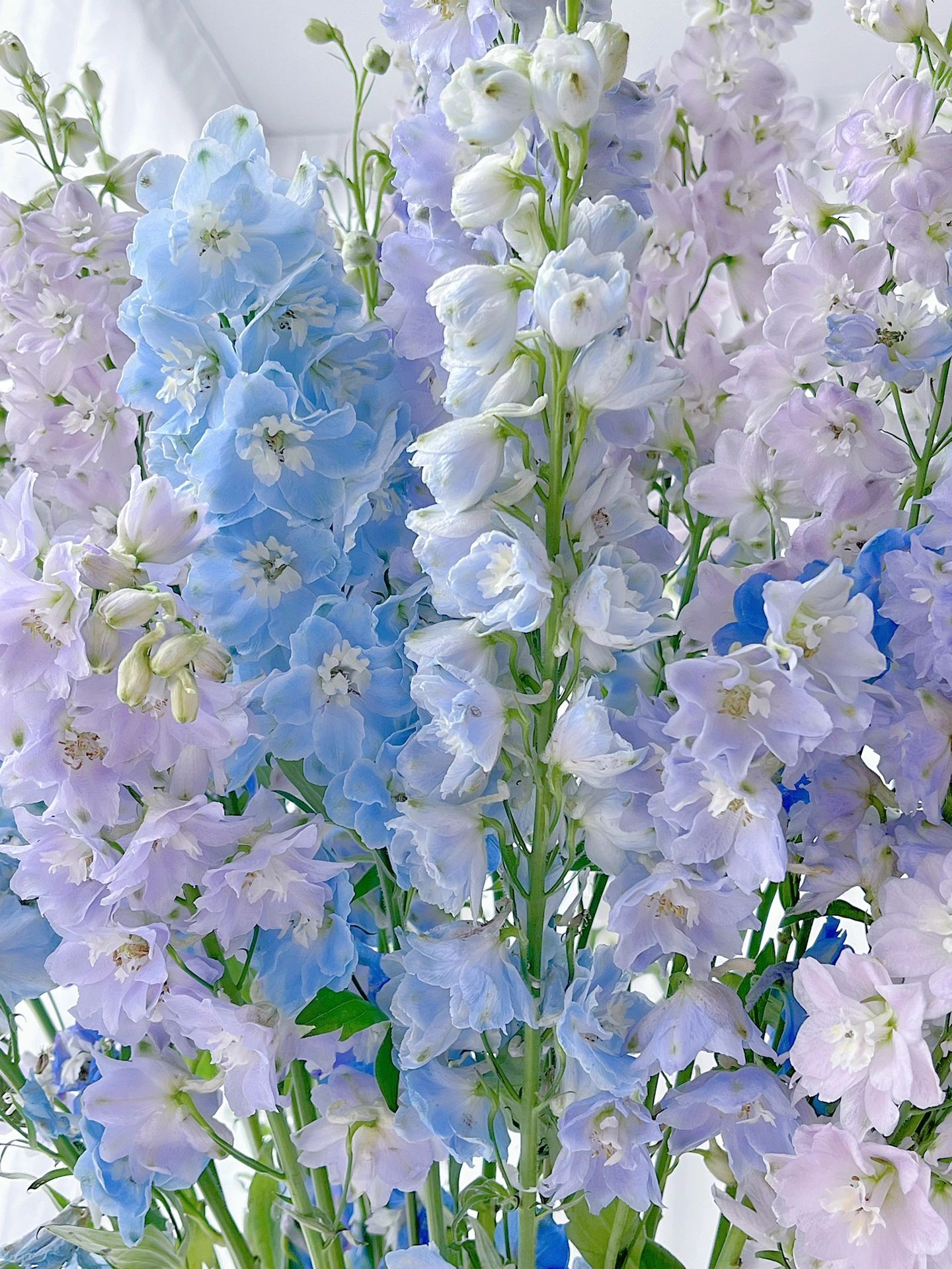 Delphinium magok - vegyes 7 szín-Clara Rosan