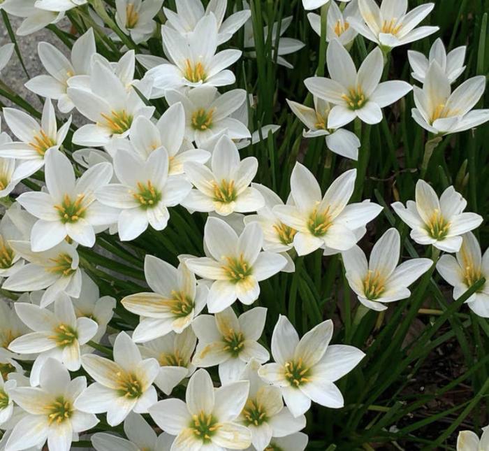 Esőorchidea hagymák – A következő eső után virágzik-Clara Rosan