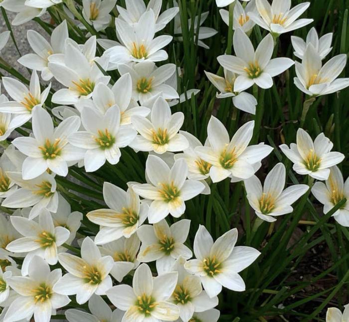 Esőorchidea hagymák – A következő eső után virágzik-Clara Rosan