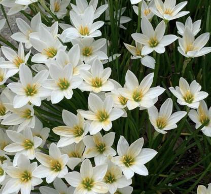 Esőorchidea hagymák – A következő eső után virágzik-Clara Rosan