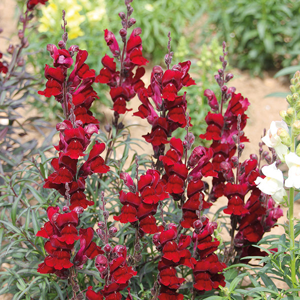 Antirrhinum fekete herceg magok-Clara Rosan