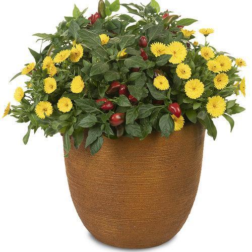 Csípős paprika-Clara Rosan