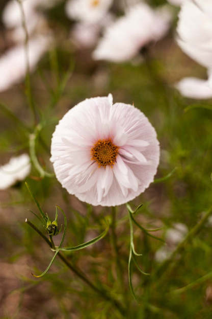 COSMOS CUPCAKE PIROS VIRÁGMAGOK-Clara Rosan