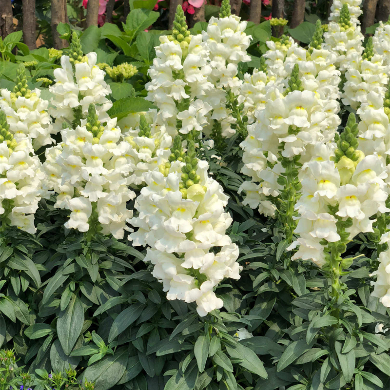 Kerti tátika magok - kevert színek-Clara Rosan