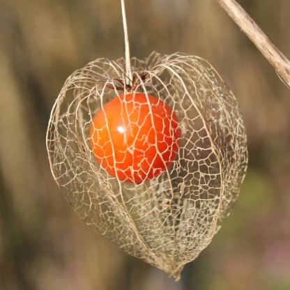 🎉65% KEDVEZMÉNY💥🔥Lámpás Cseresznye Magvak🍓🍒Téli Földi Cseresznye-Eper Földi Cseresznye-Clara Rosan