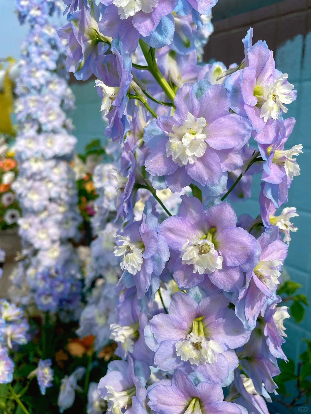 Delphinium magok - vegyes 7 szín-Clara Rosan