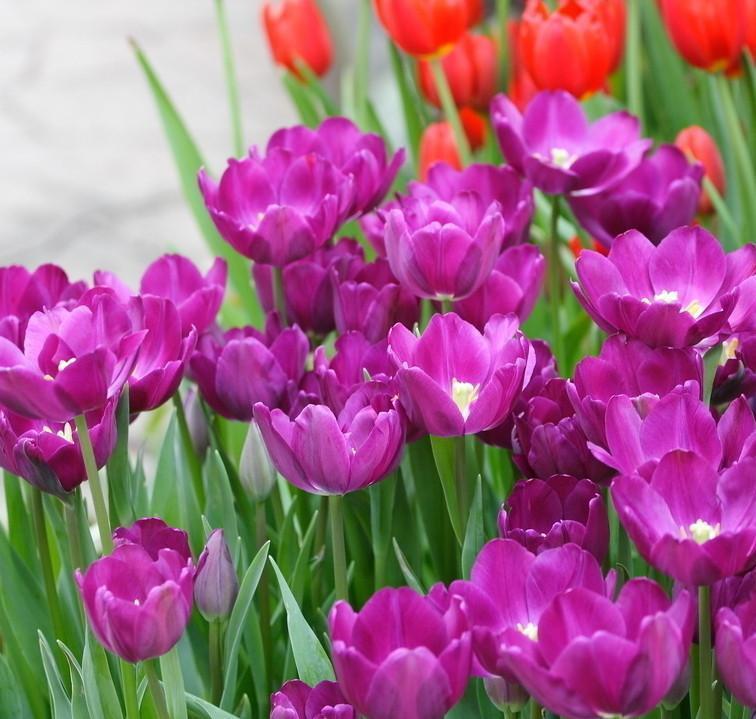 ÚJ!!!100db/Zsák-Tulipán Magok Kert Virág Növény Virágok-Clara Rosan