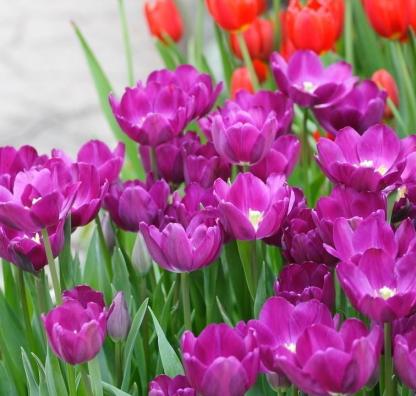ÚJ!!!100db/Zsák-Tulipán Magok Kert Virág Növény Virágok-Clara Rosan