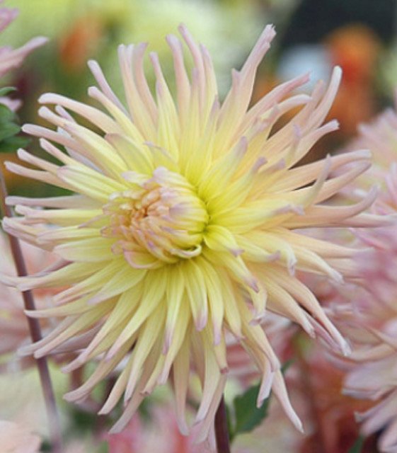 SÁRGABARACKOS CSILLAG-Clara Rosan