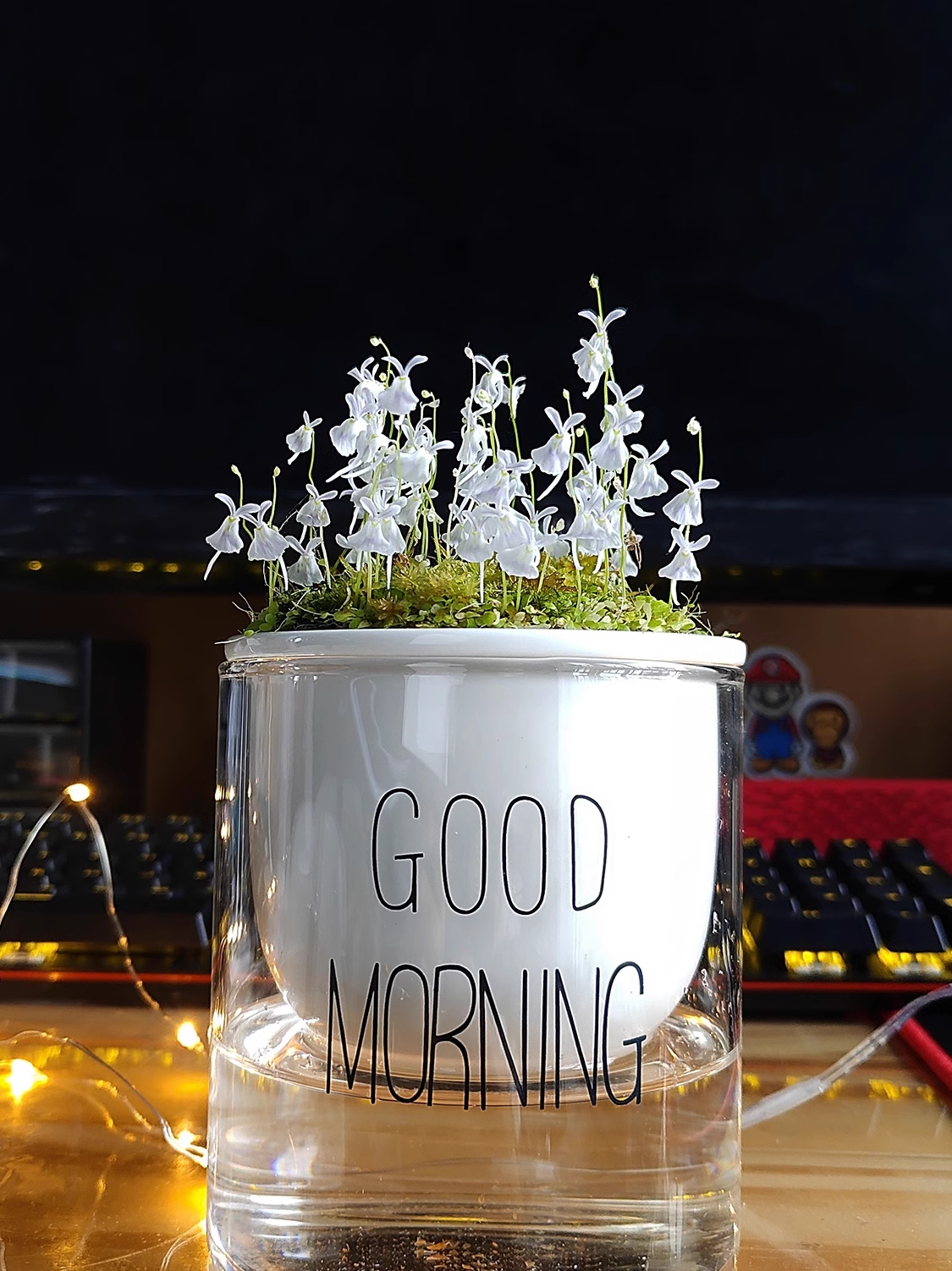 Utricularia sandersonii magok-Clara Rosan