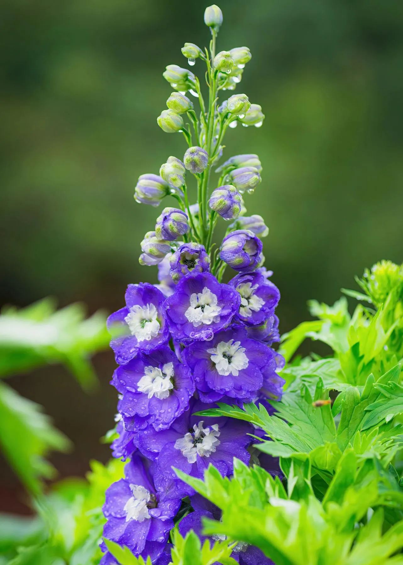 Delphinium magok - vegyes 7 szín-Clara Rosan