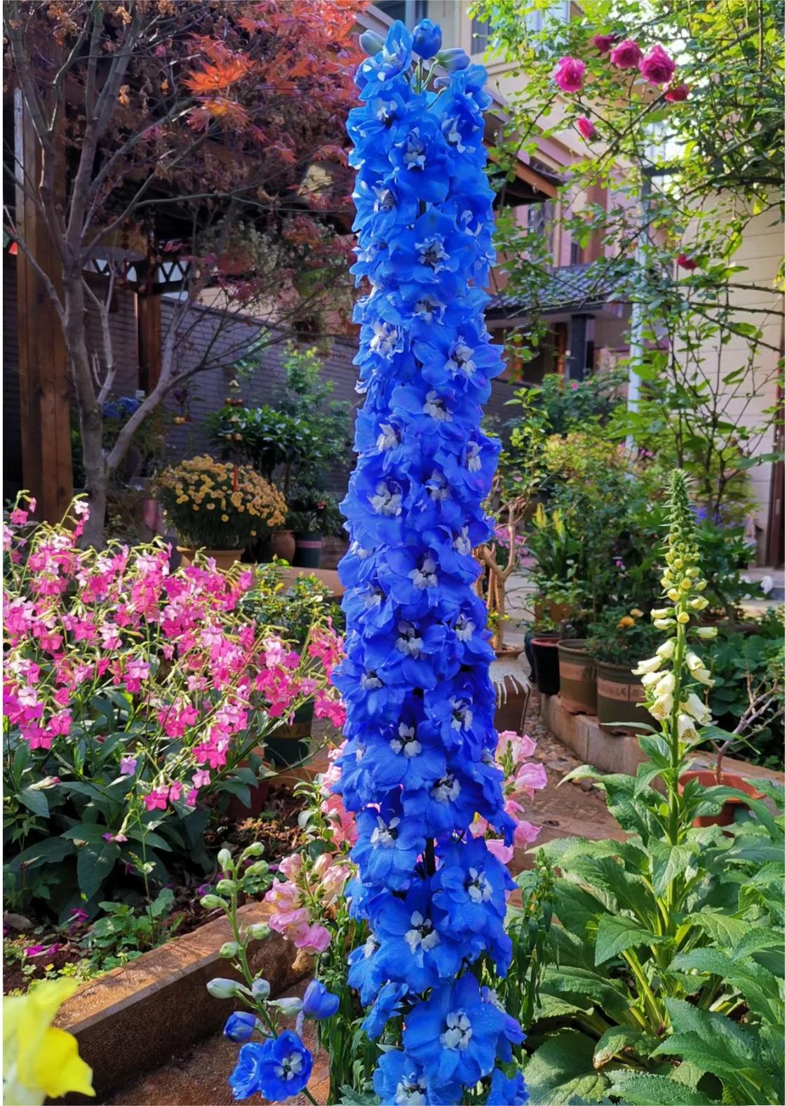 Delphinium magok - vegyes 7 szín-Clara Rosan