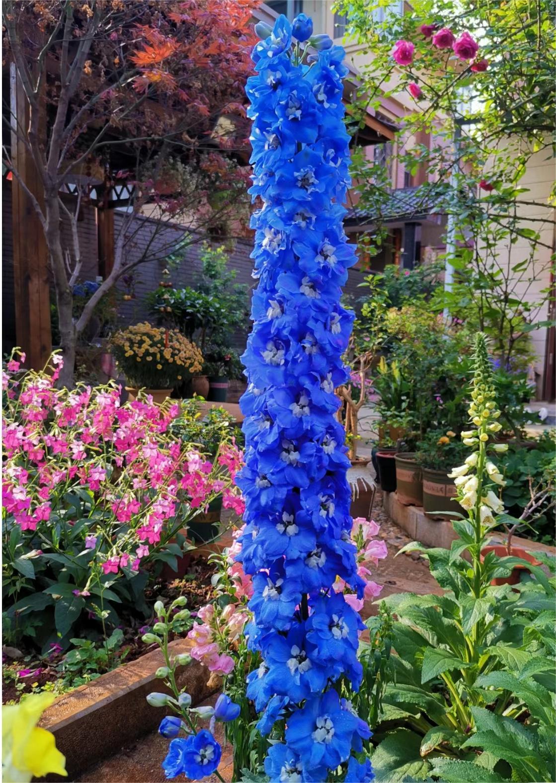 Delphinium magok - vegyes 7 szín-Clara Rosan