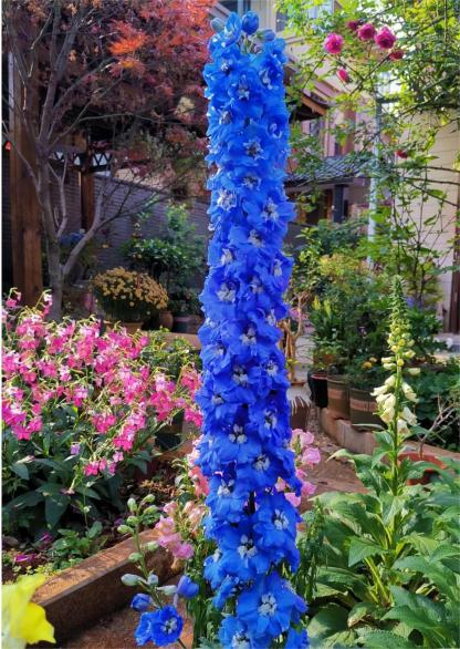 Delphinium magok - vegyes 7 szín-Clara Rosan