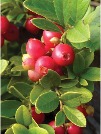 Vörösáfonya, Koralle-Clara Rosan