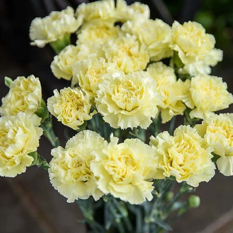 Dianthus Caryophyllus magok-Clara Rosan