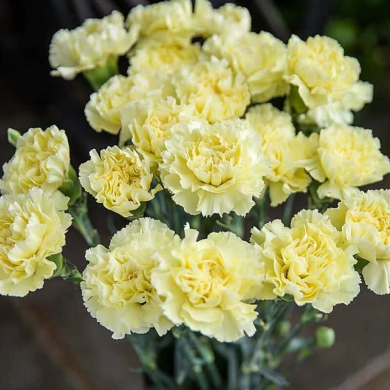 Dianthus Caryophyllus magok-Clara Rosan