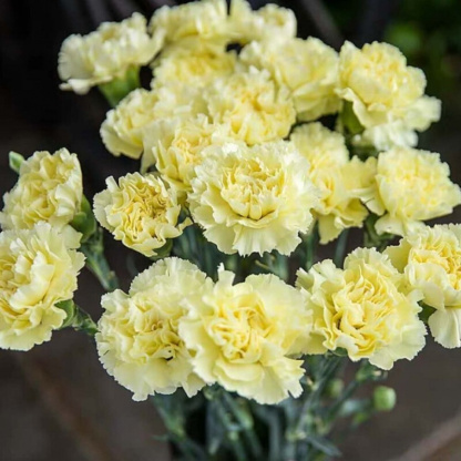 Dianthus Caryophyllus magok-Clara Rosan