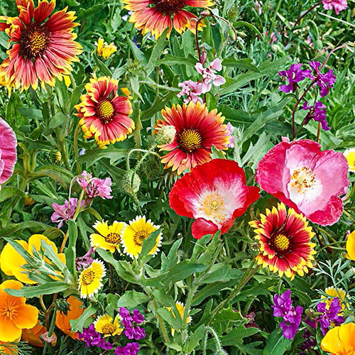 Délnyugati vadvirágmag-keverék-Clara Rosan