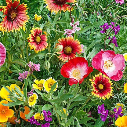 Délnyugati vadvirágmag-keverék-Clara Rosan