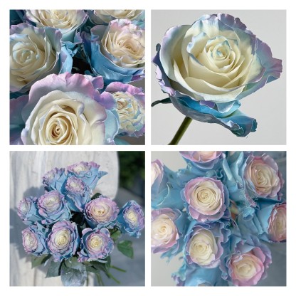 🌹Ecuadori rózsák - Ritka rózsák-Clara Rosan