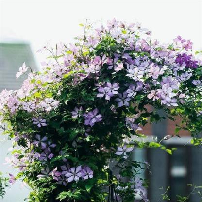 Kúszó klematisz magok-Clara Rosan