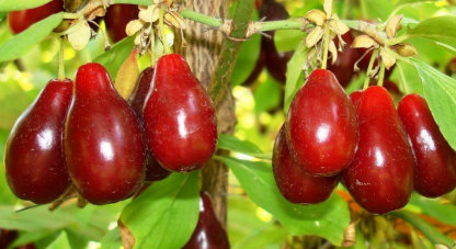 RITKA Csodagyümölcs magvak, Csodabogyó-Clara Rosan