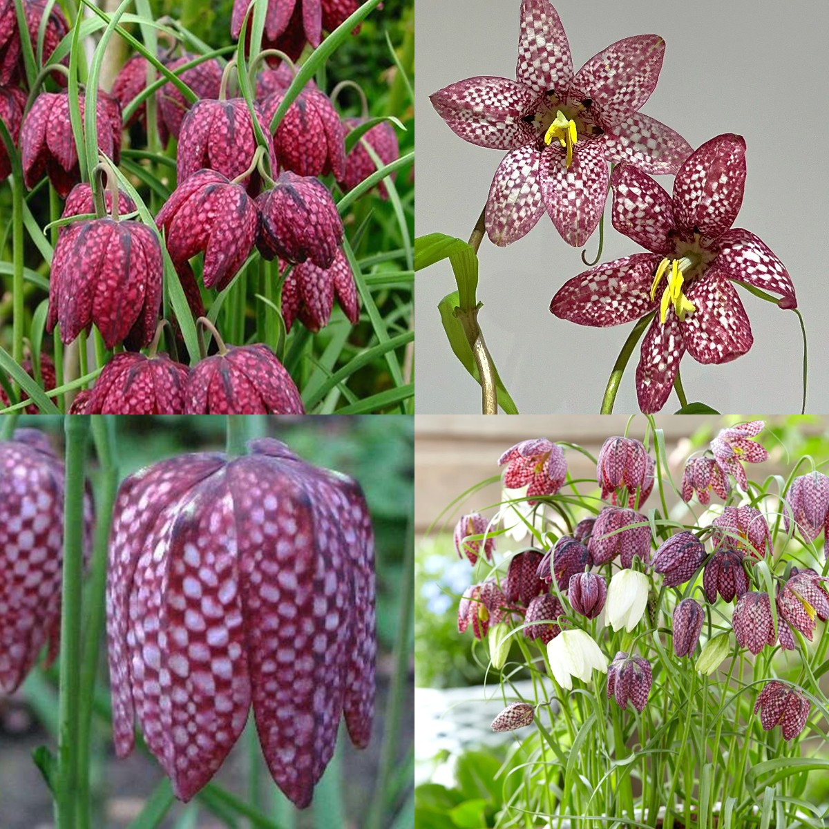 Fritillaria meleagris magok🎉Újévi akció-Clara Rosan