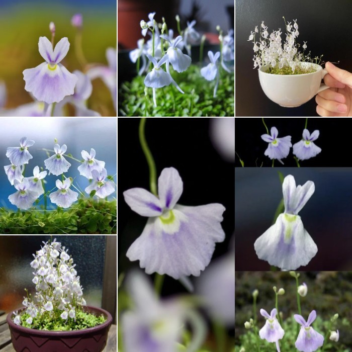 Utricularia sandersonii magok-Clara Rosan