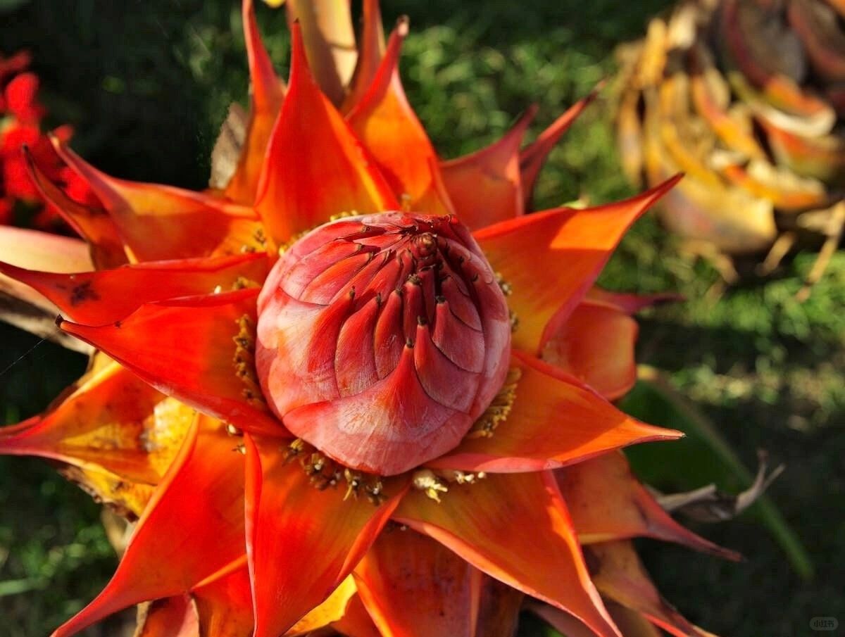 Arany Piros Lótuszmagok: Öleld át a Nyugalmat Minden Virágzással 🌸-Clara Rosan