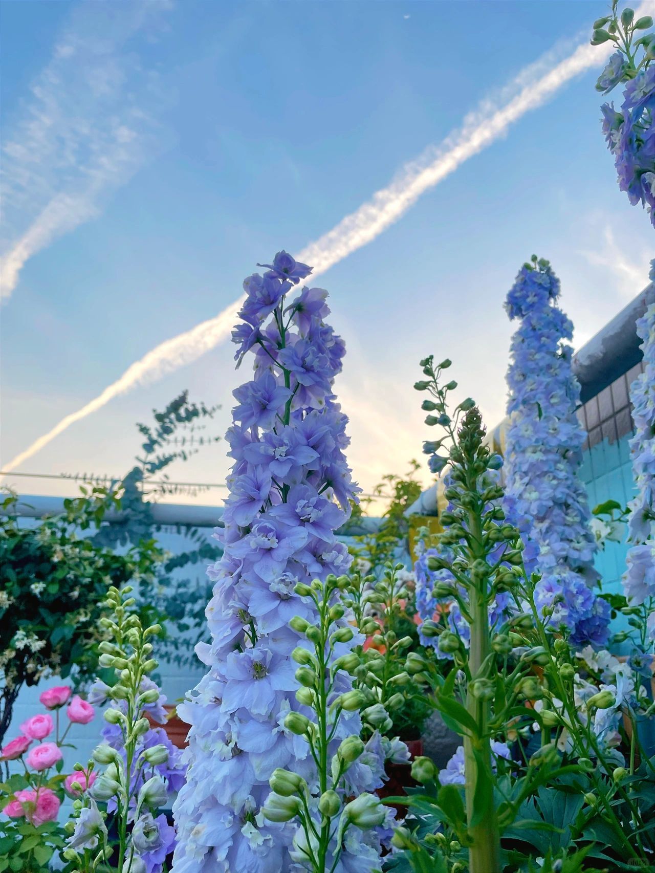 Delphinium magok - vegyes 7 szín-Clara Rosan