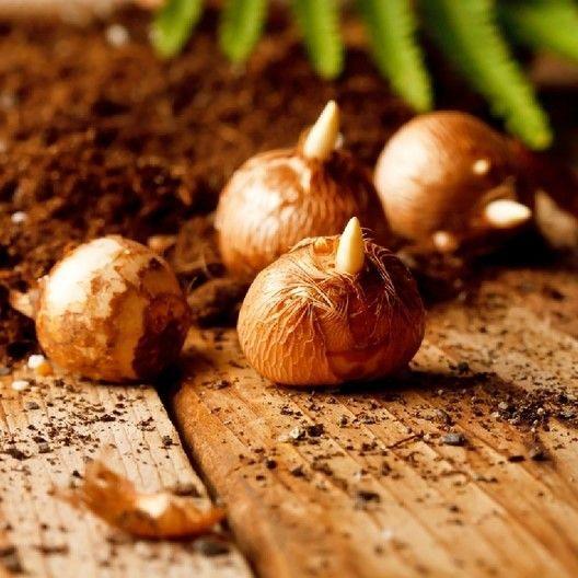 KRÓKUSZ HAGYMÁK - NAGY VIRÁGZÁSÚ KEVERÉK-Clara Rosan