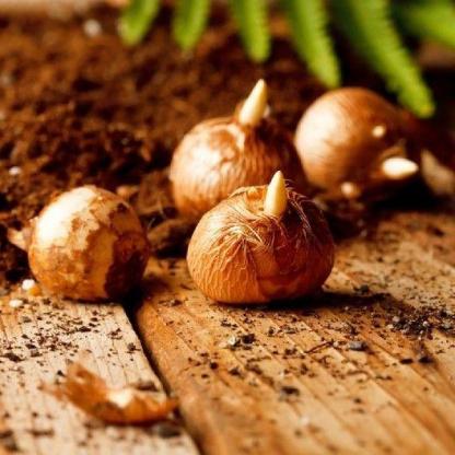 KRÓKUSZ HAGYMÁK - NAGY VIRÁGZÁSÚ KEVERÉK-Clara Rosan